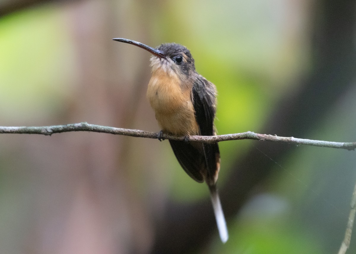 Needle-billed Hermit - ML609861523