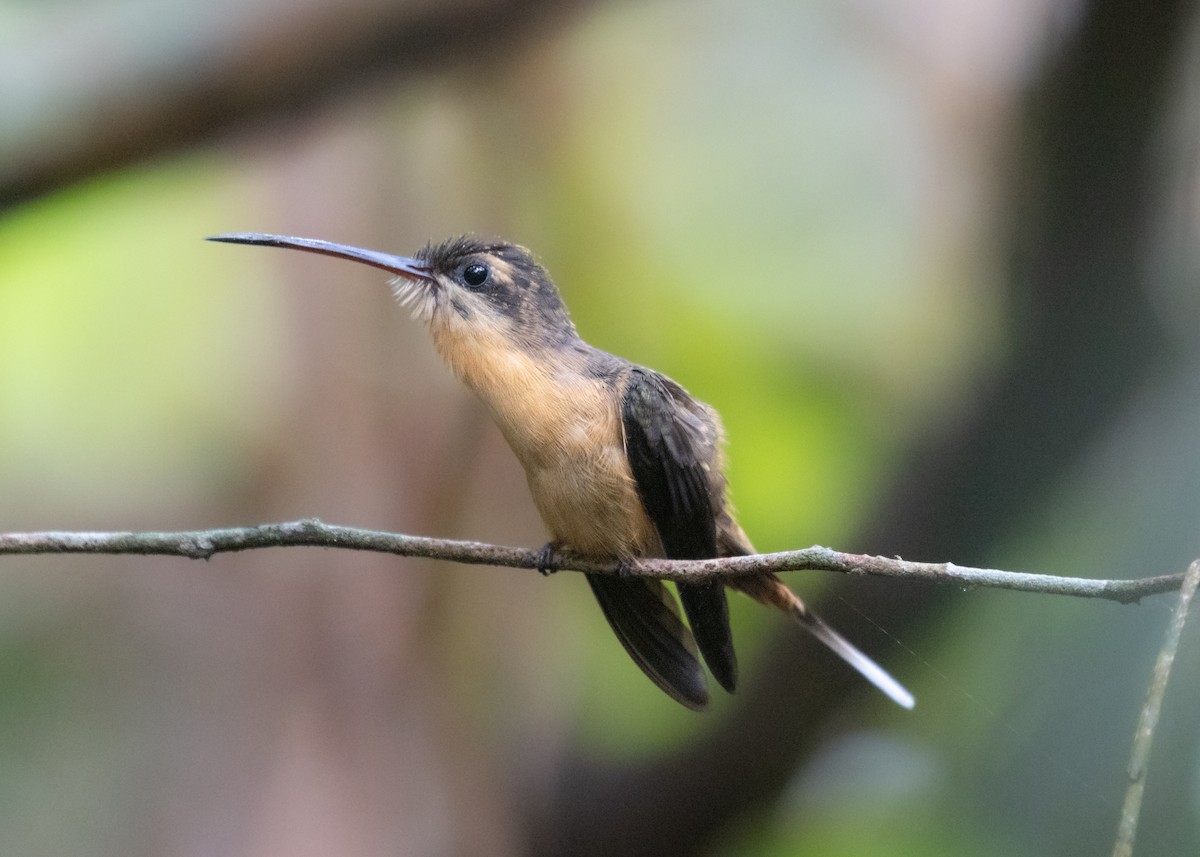 Needle-billed Hermit - ML609861524