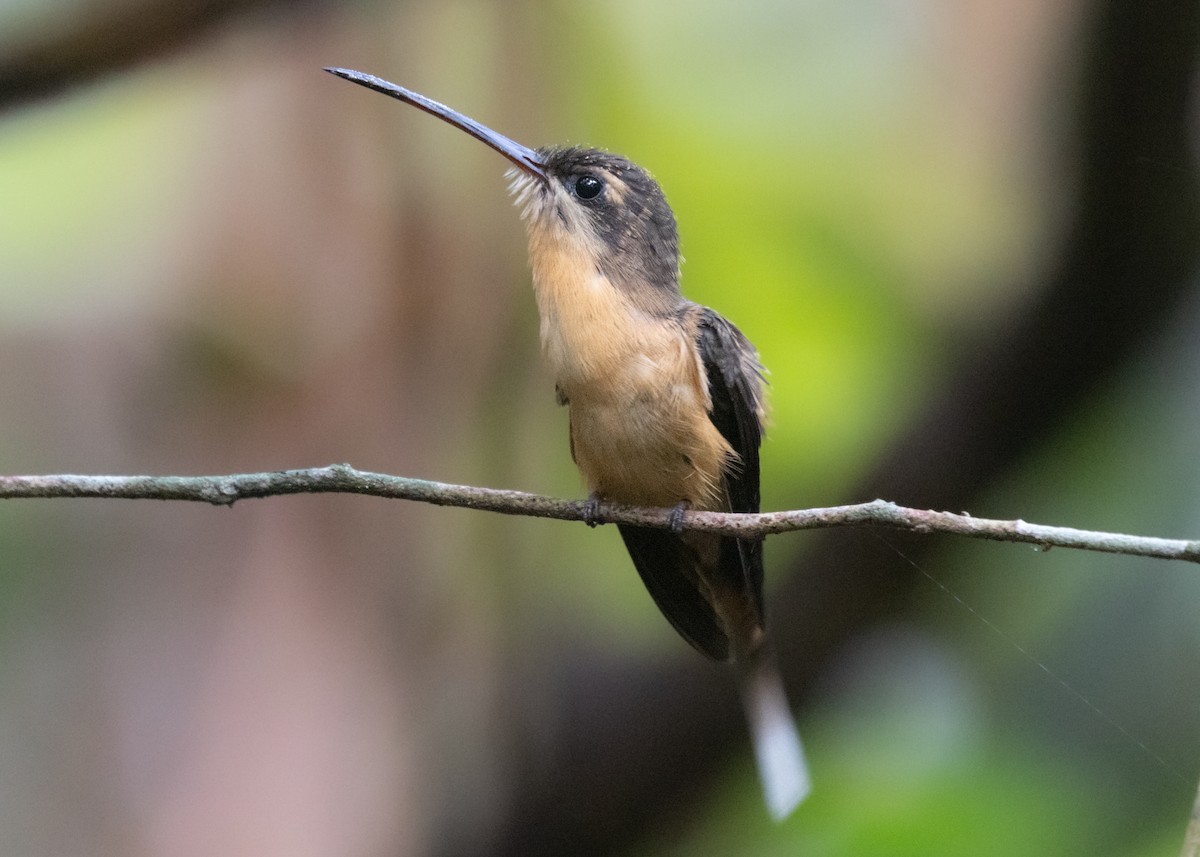 Needle-billed Hermit - ML609861525