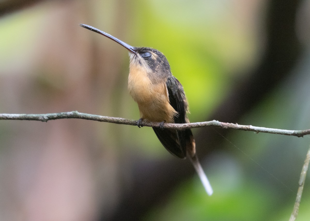 Needle-billed Hermit - ML609861526