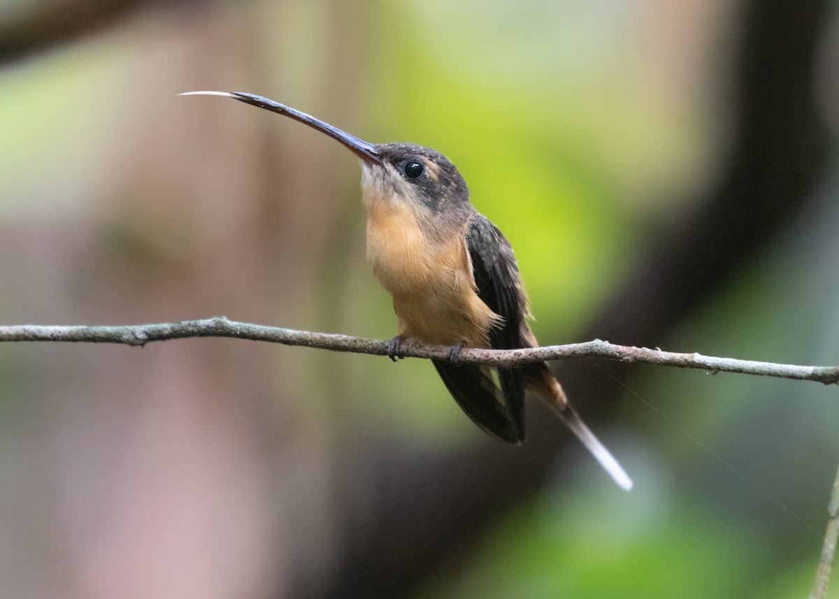 Needle-billed Hermit - ML609861527