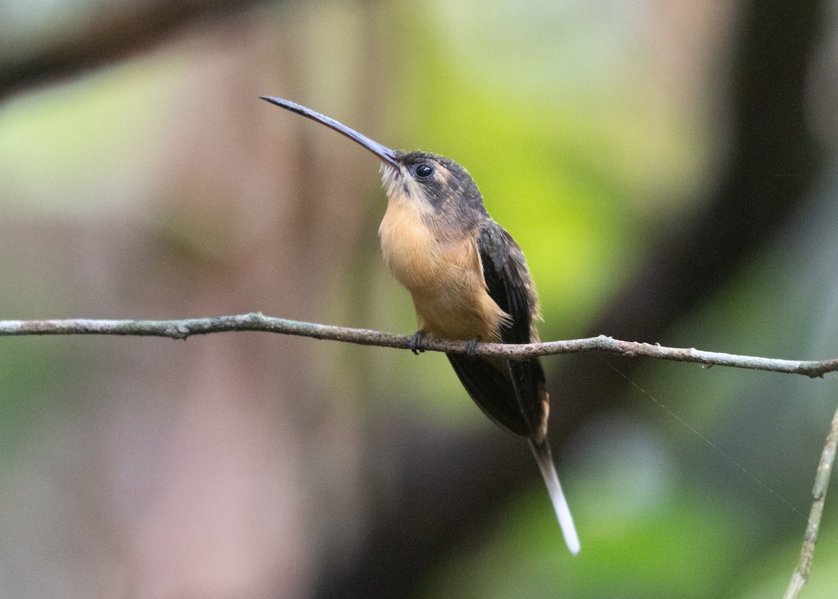 Needle-billed Hermit - ML609861528