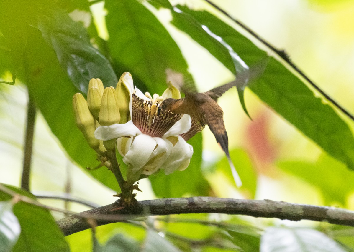 Needle-billed Hermit - ML609861529