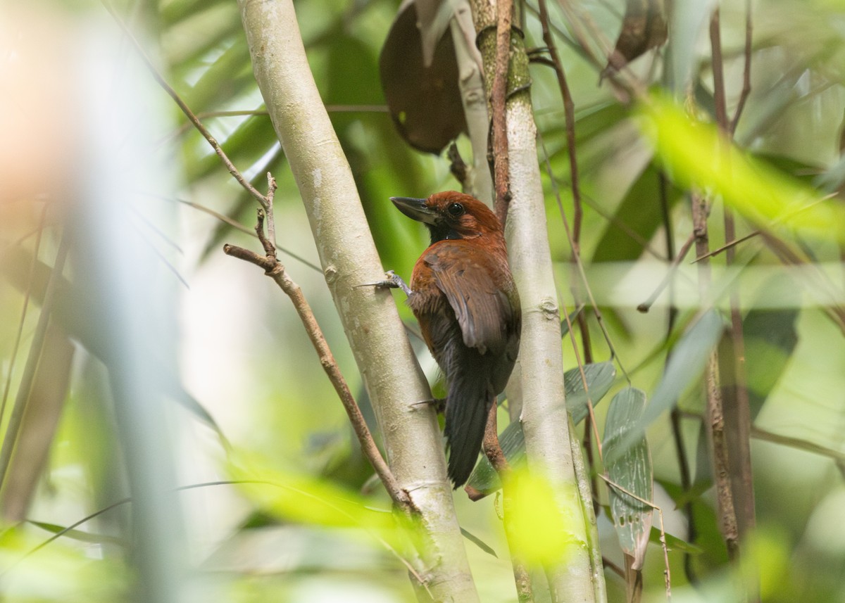 Rondonia Bushbird - Silvia Faustino Linhares