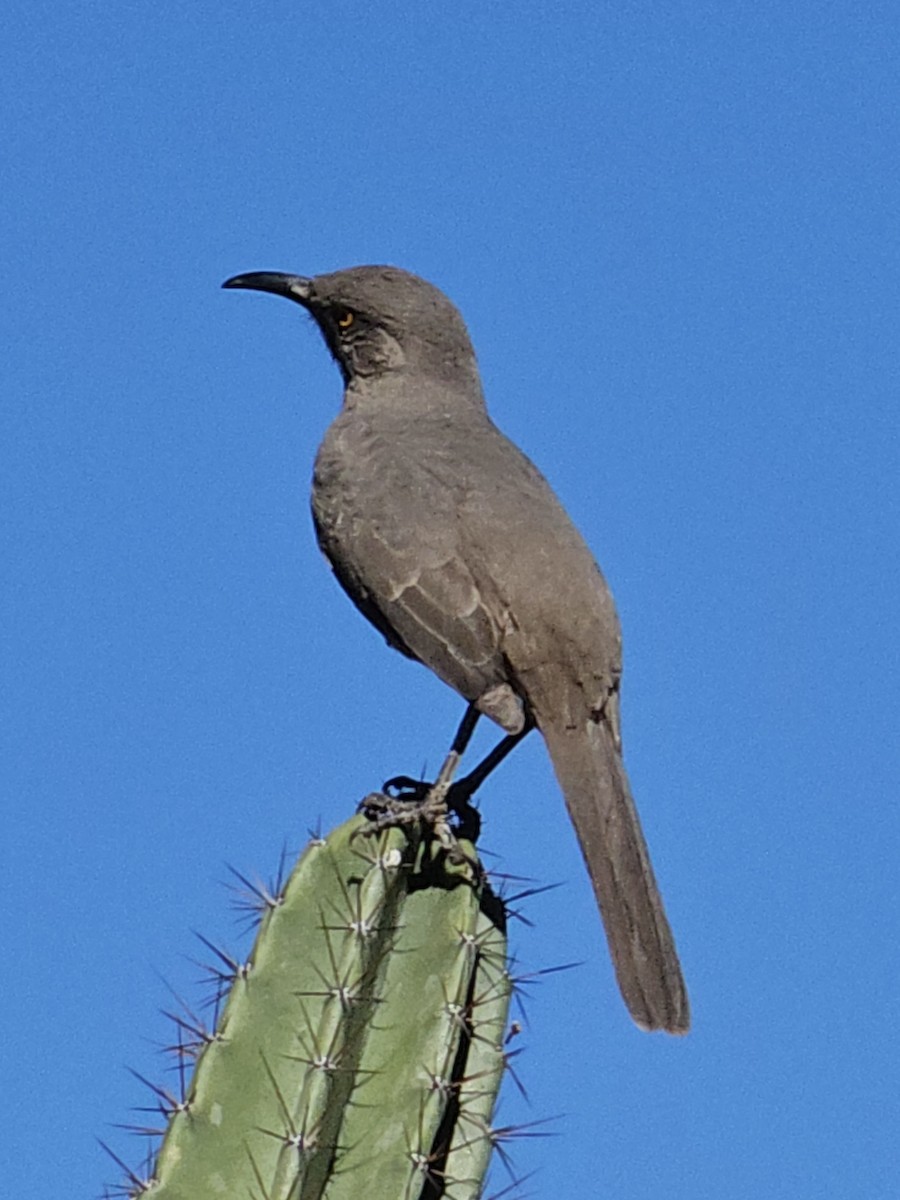 Curve-billed Thrasher - ML609861586