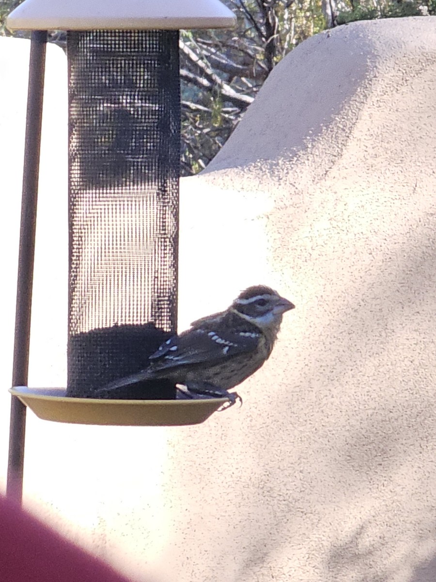 Rose-breasted Grosbeak - ML609861594