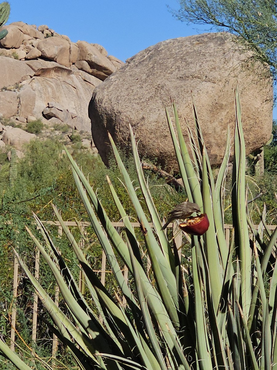 House Finch - ML609861597