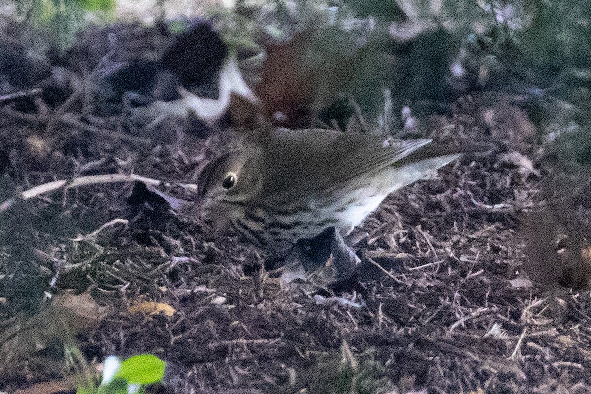 Ovenbird - ML609861695