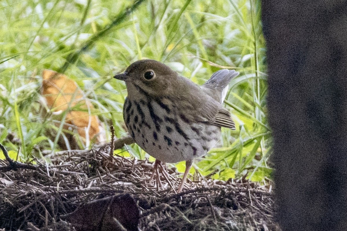 Ovenbird - ML609861696