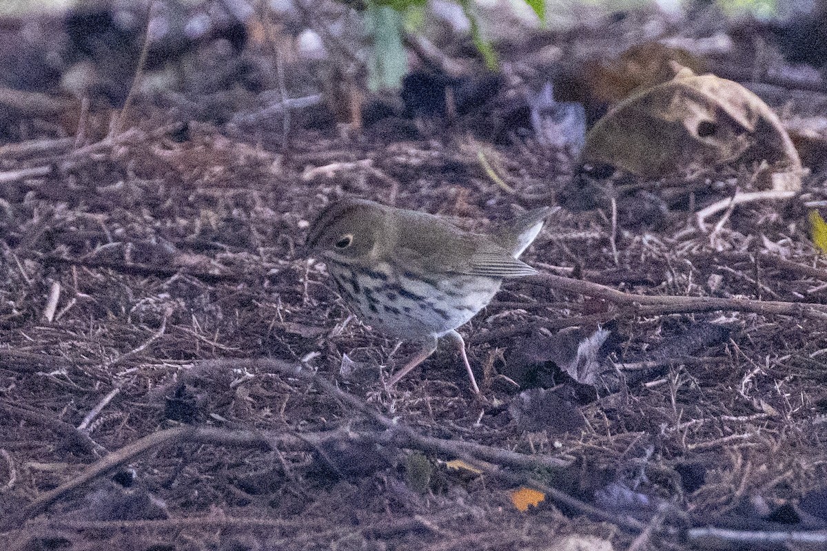 Ovenbird - ML609861697