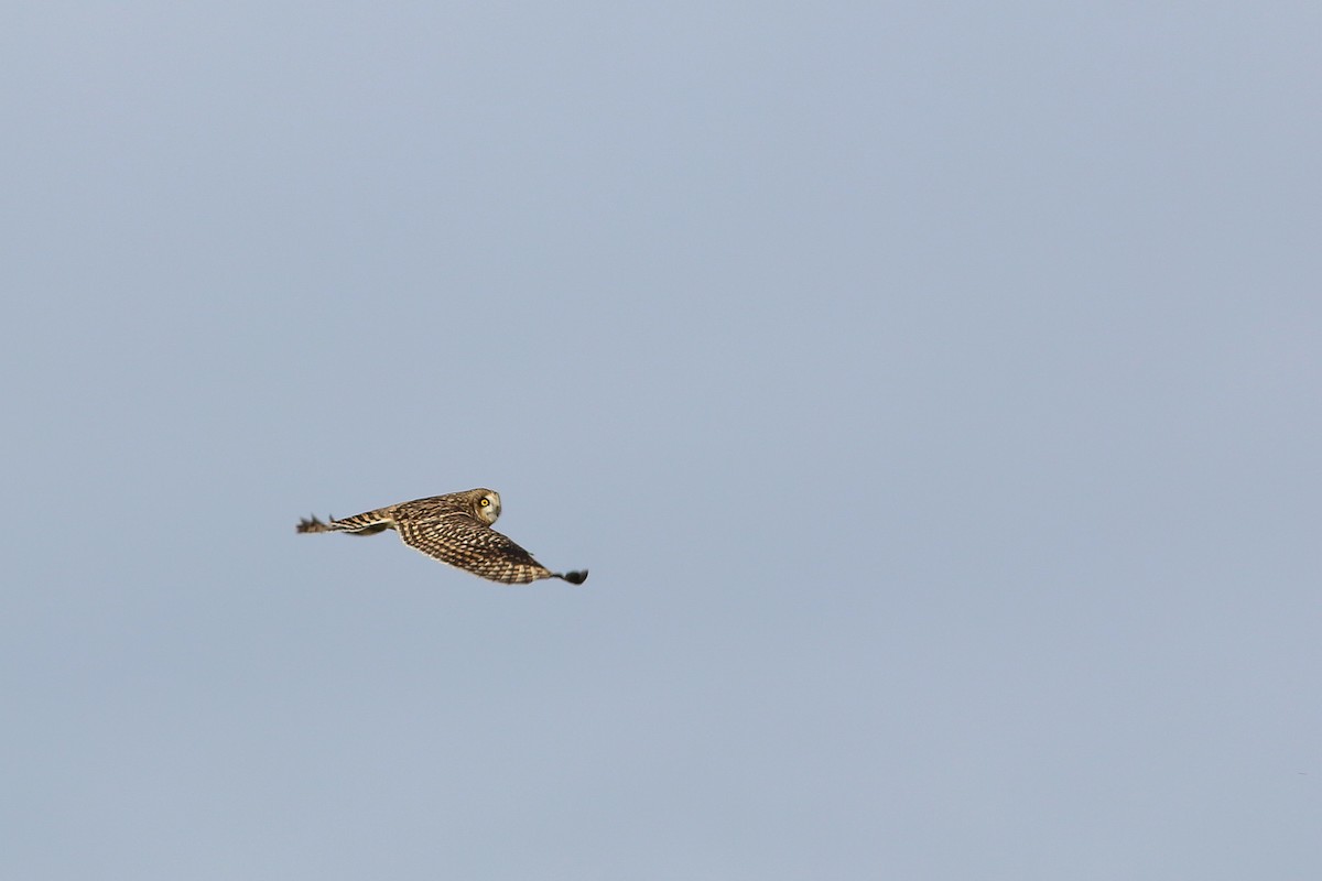 Short-eared Owl - ML609861734