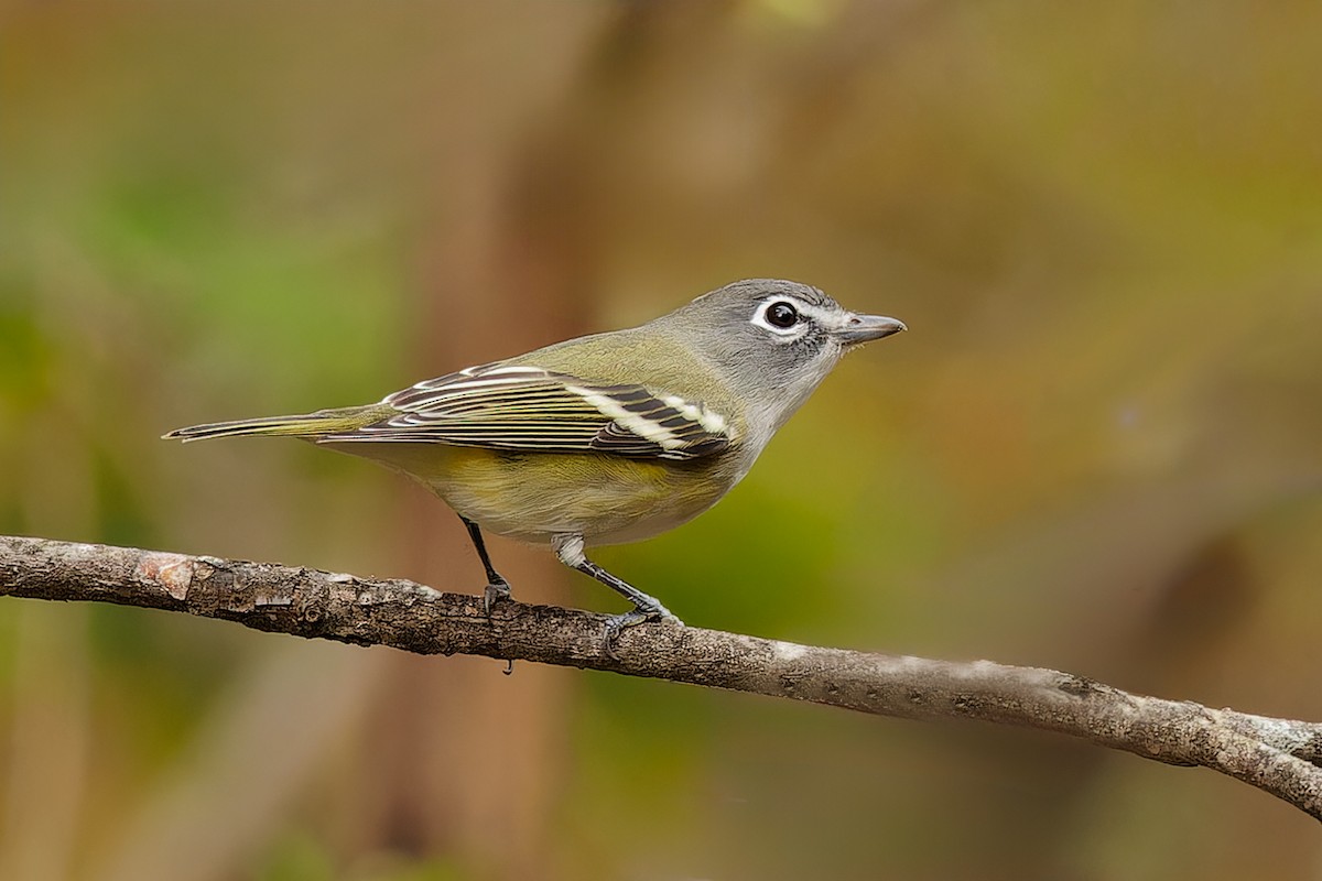 Blue-headed Vireo - Ken Janes