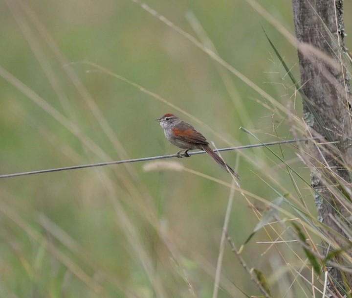 Pale-breasted Spinetail - ML609861861