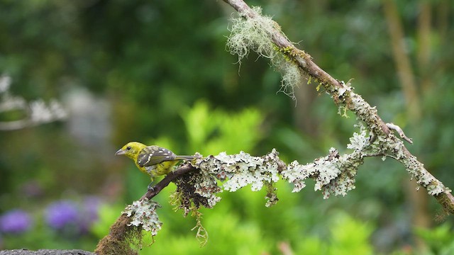 Flame-colored Tanager - ML609861919