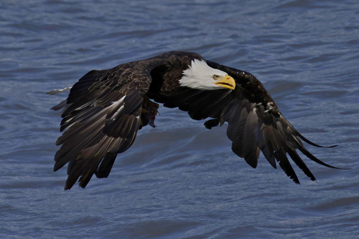 Bald Eagle - ML609861997