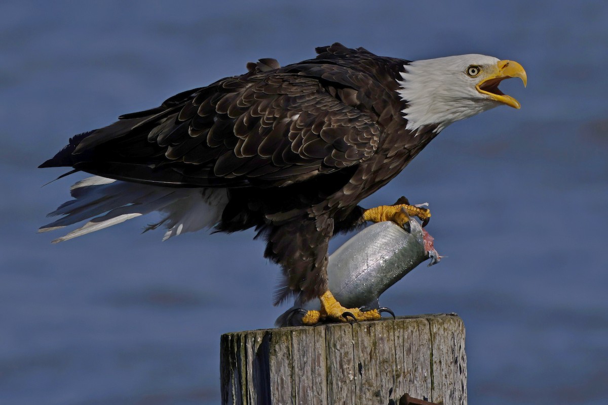 Bald Eagle - ML609862000