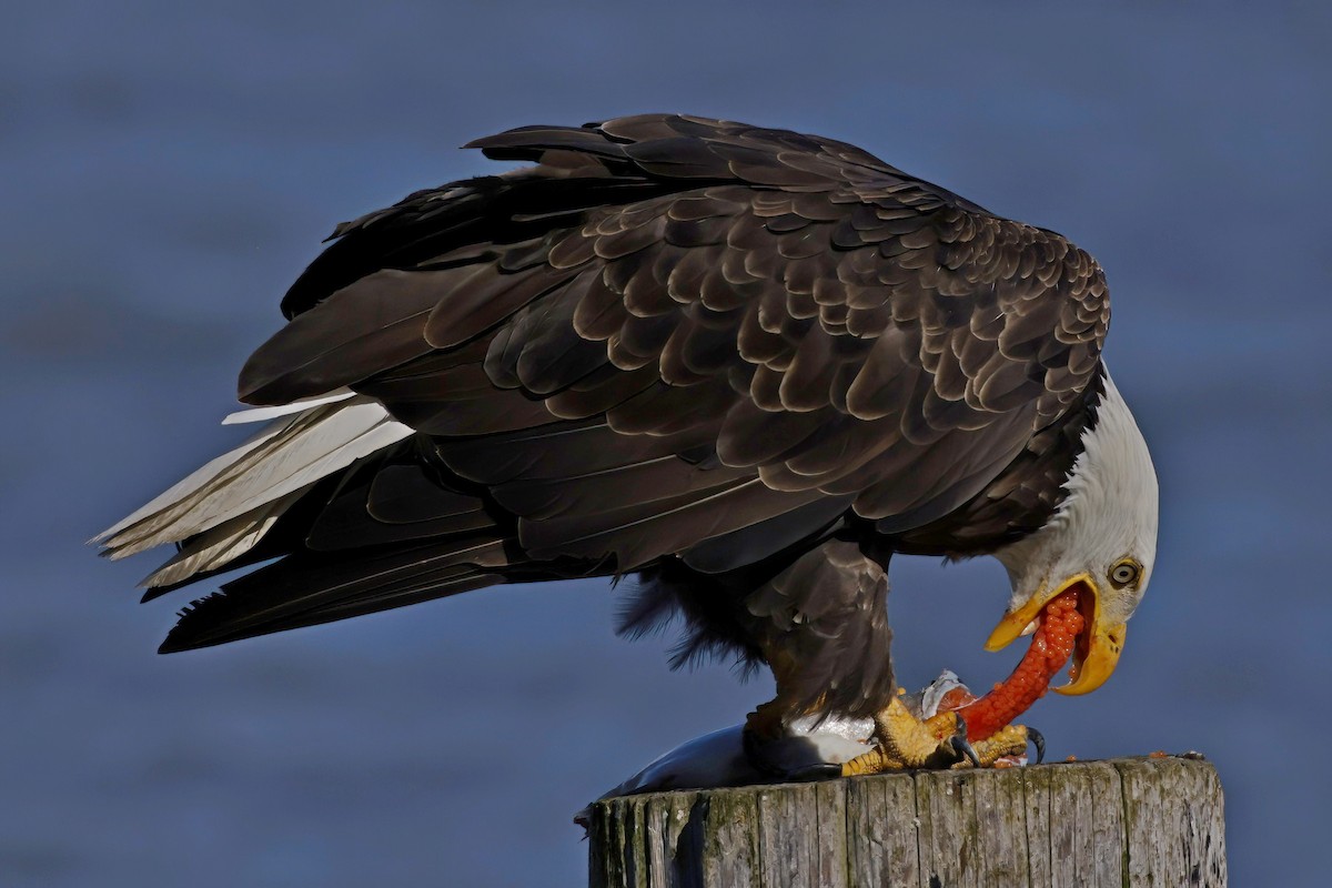 Bald Eagle - ML609862001