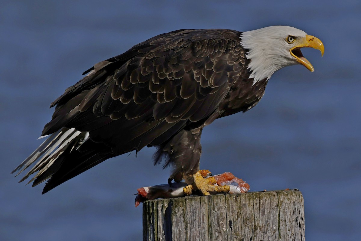 Bald Eagle - ML609862003