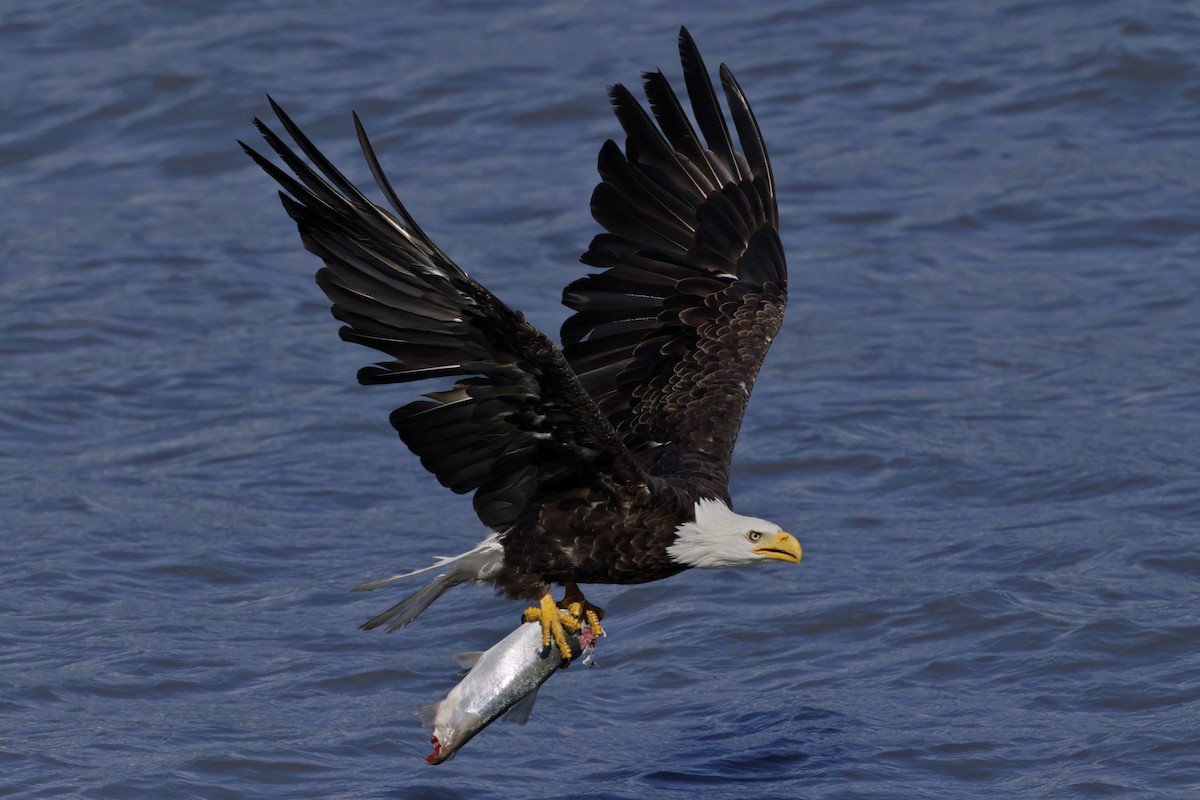 Bald Eagle - ML609862008