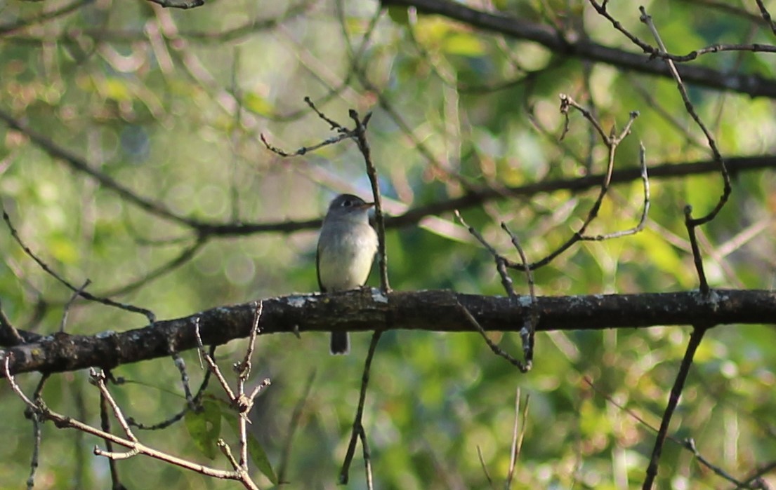 Least Flycatcher - ML609862034