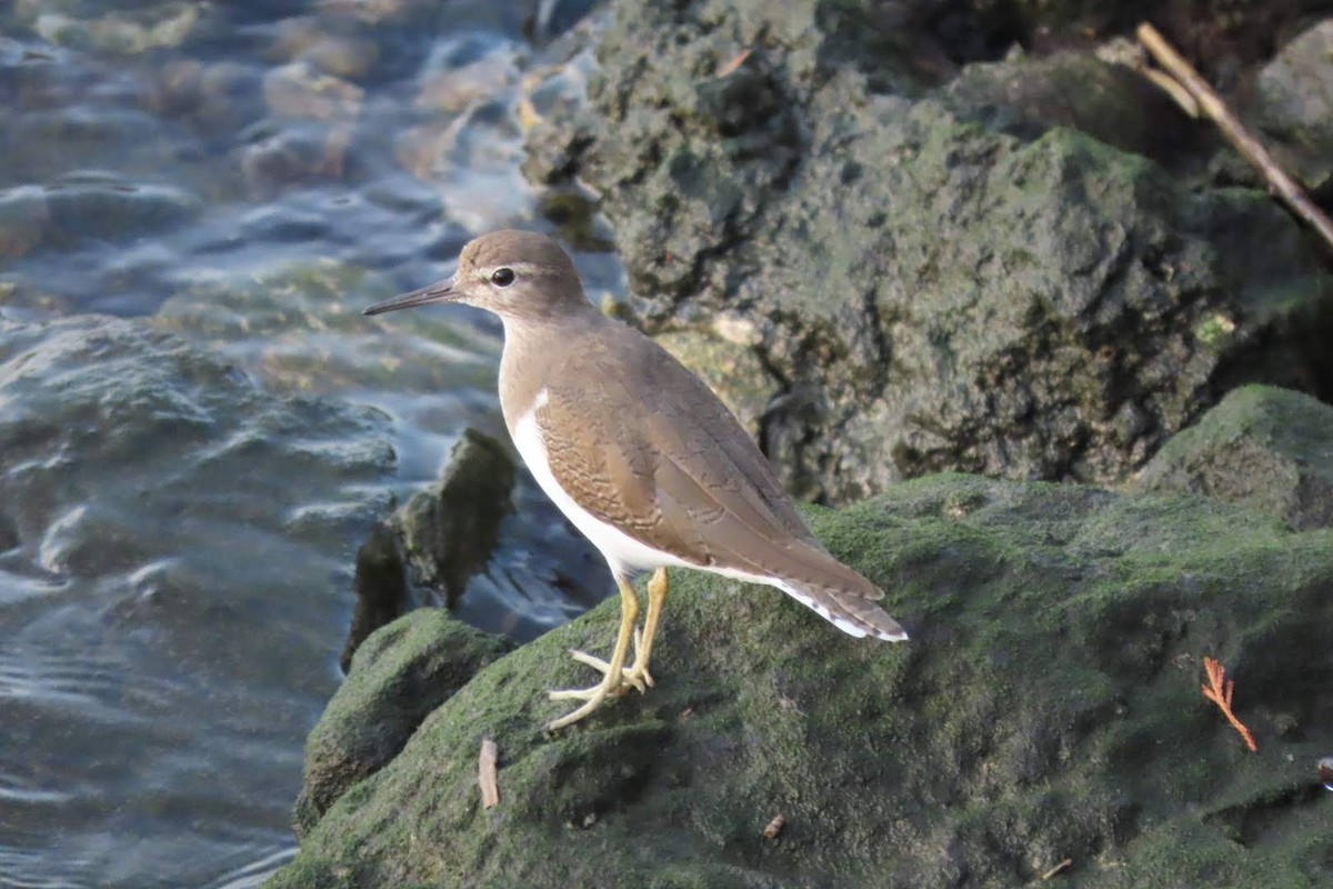 Common Sandpiper - ML609862037