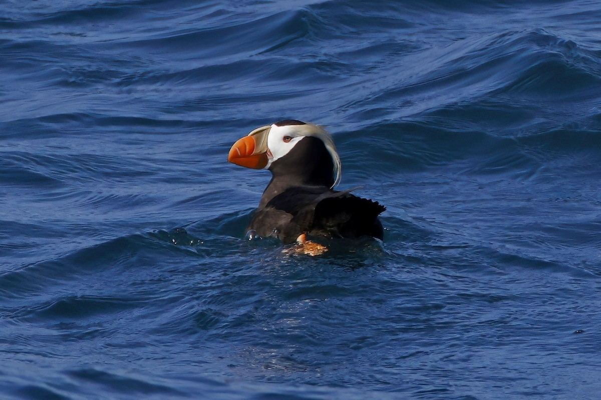 Tufted Puffin - ML609862130