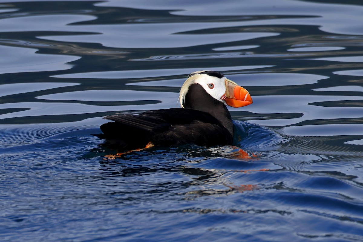 Tufted Puffin - ML609862131