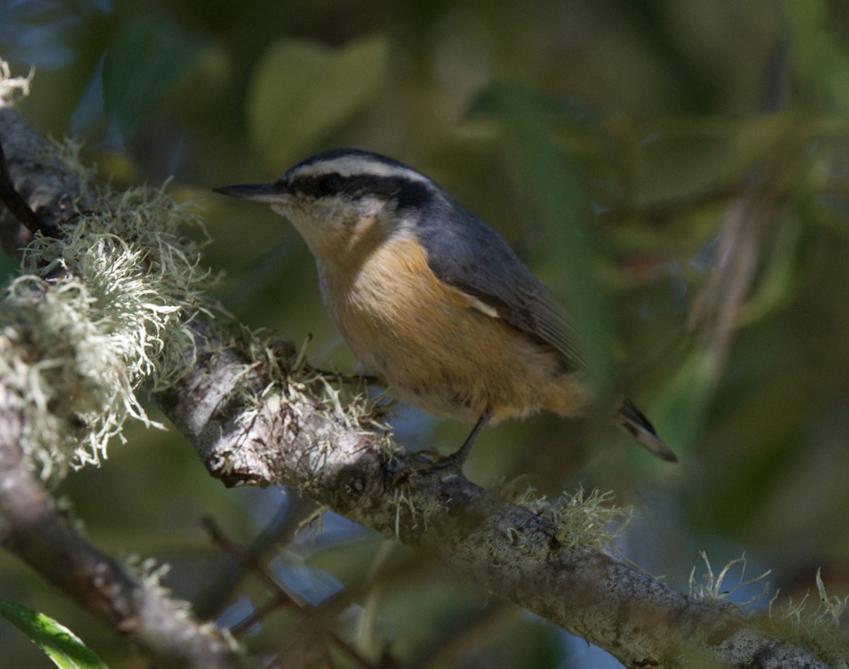 Red-breasted Nuthatch - ML609862189