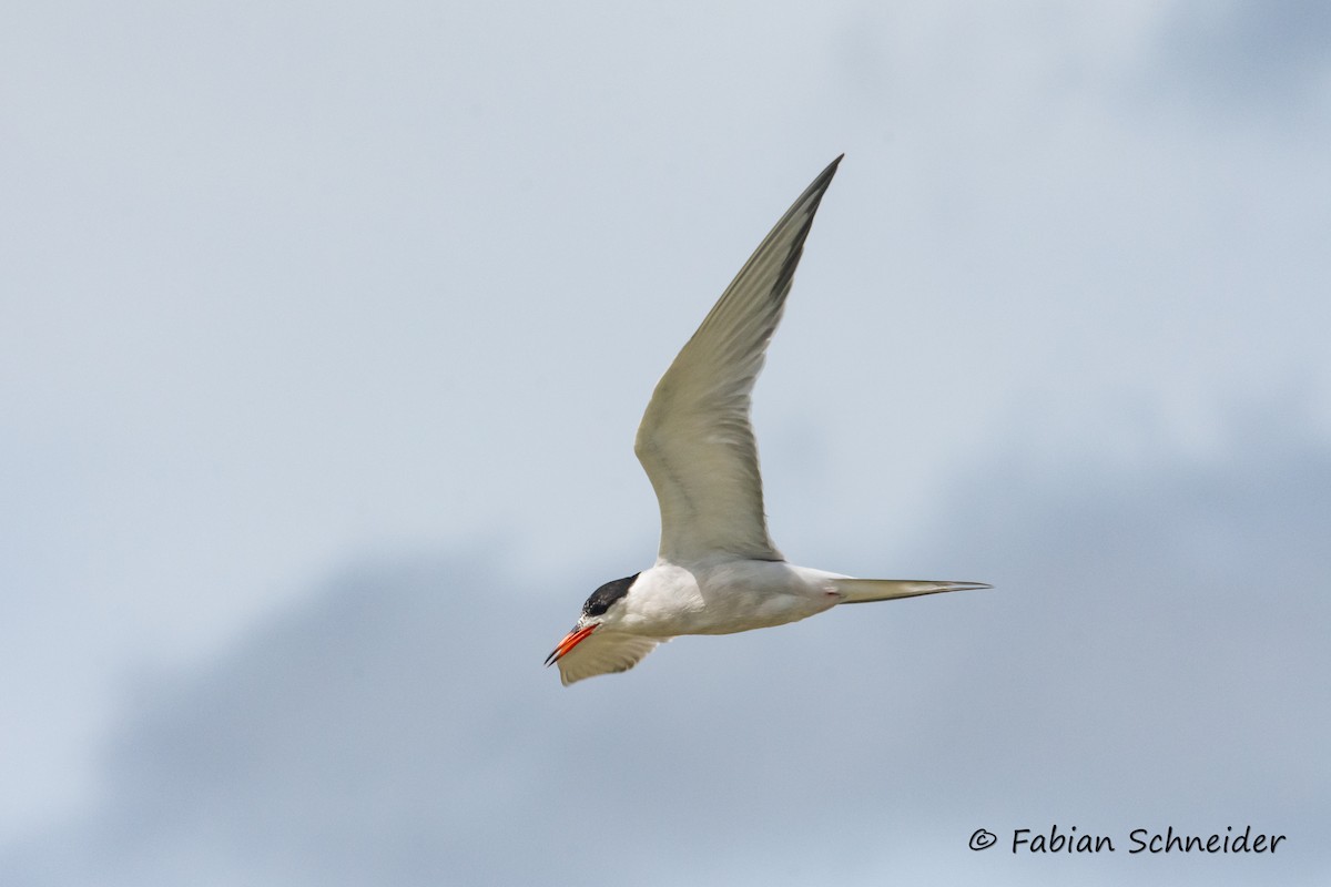 Common Tern - Fabian Schneider