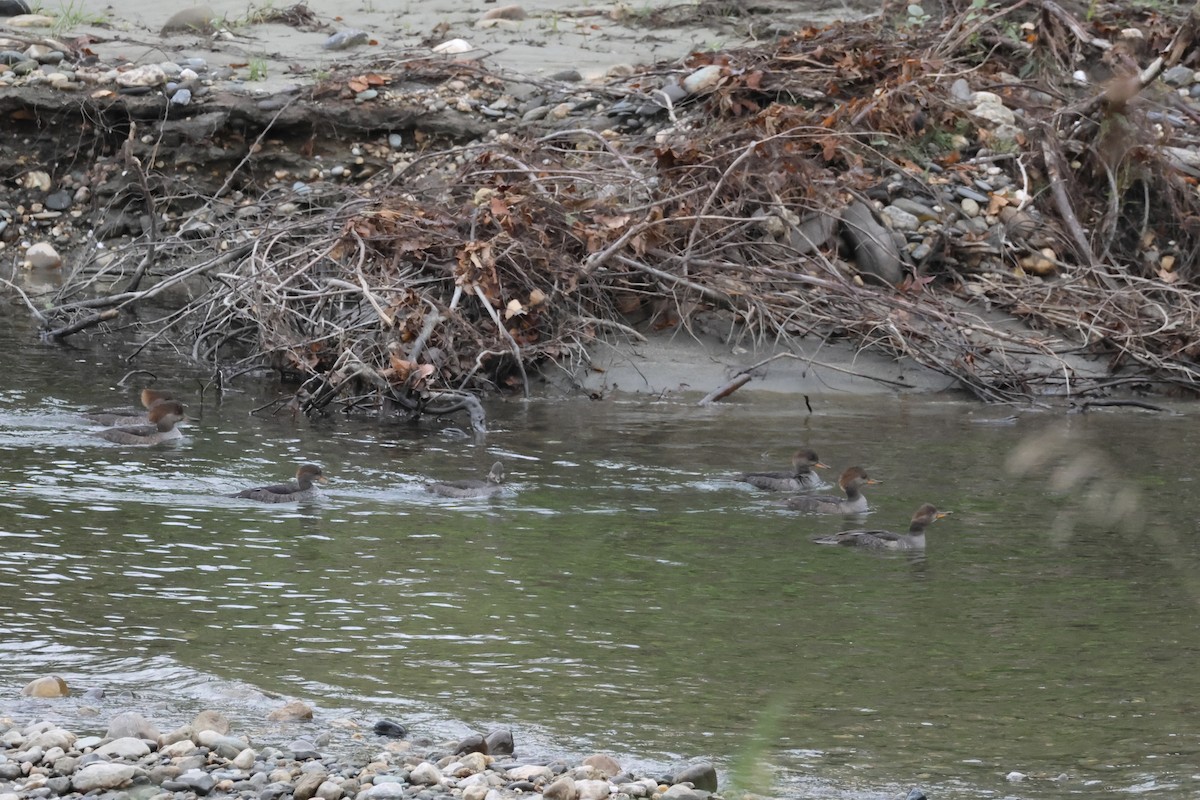 Hooded Merganser - E R