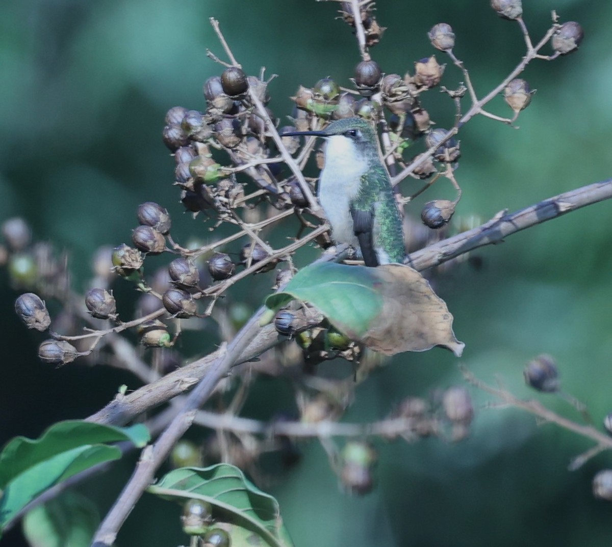 Ruby-throated Hummingbird - Dennis Cooke
