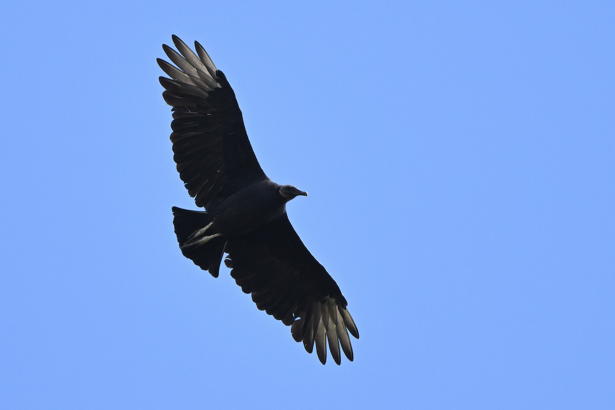 Black Vulture - ML609862306