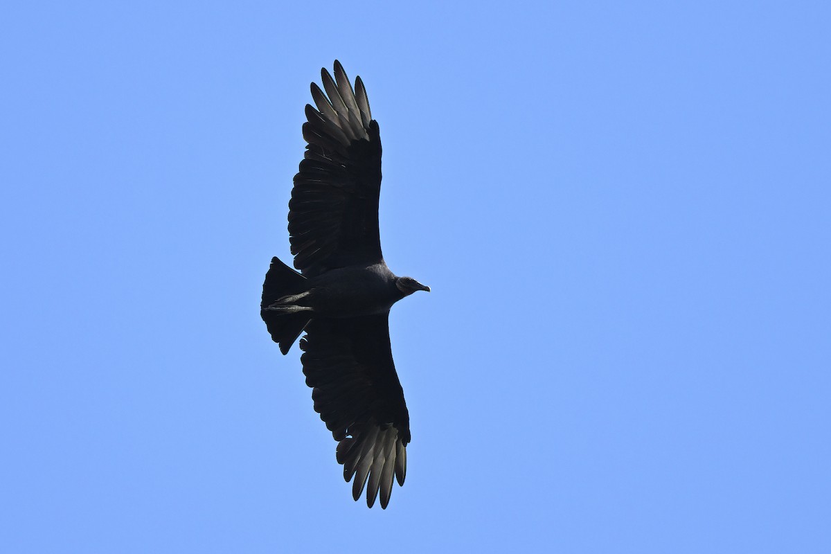 Black Vulture - ML609862307