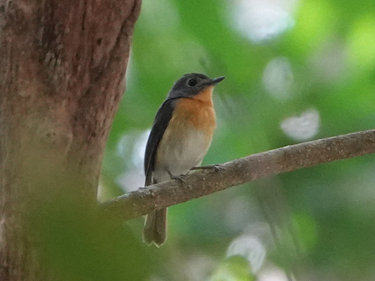 Javan Blue Flycatcher - ML609862311