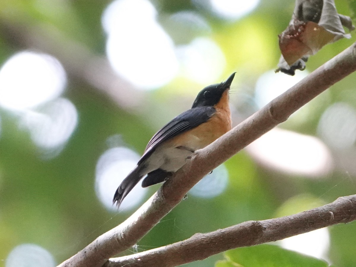 Javan Blue Flycatcher - ML609862312