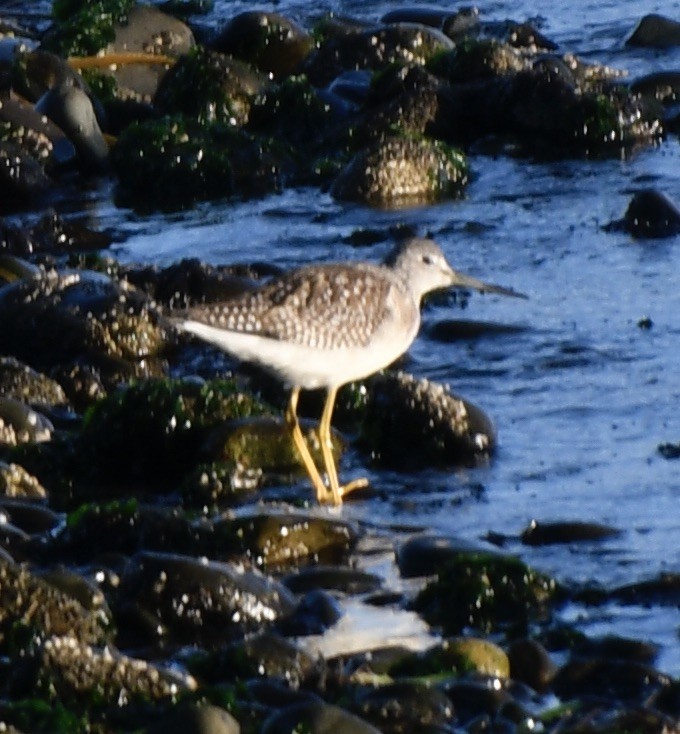 Greater Yellowlegs - ML609862396