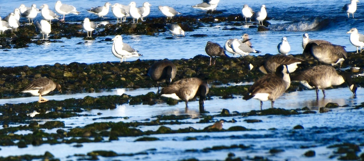 Greater White-fronted Goose - ML609862449