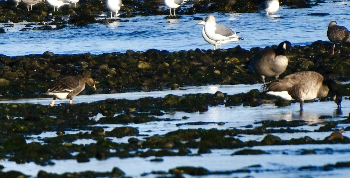 Greater White-fronted Goose - ML609862450