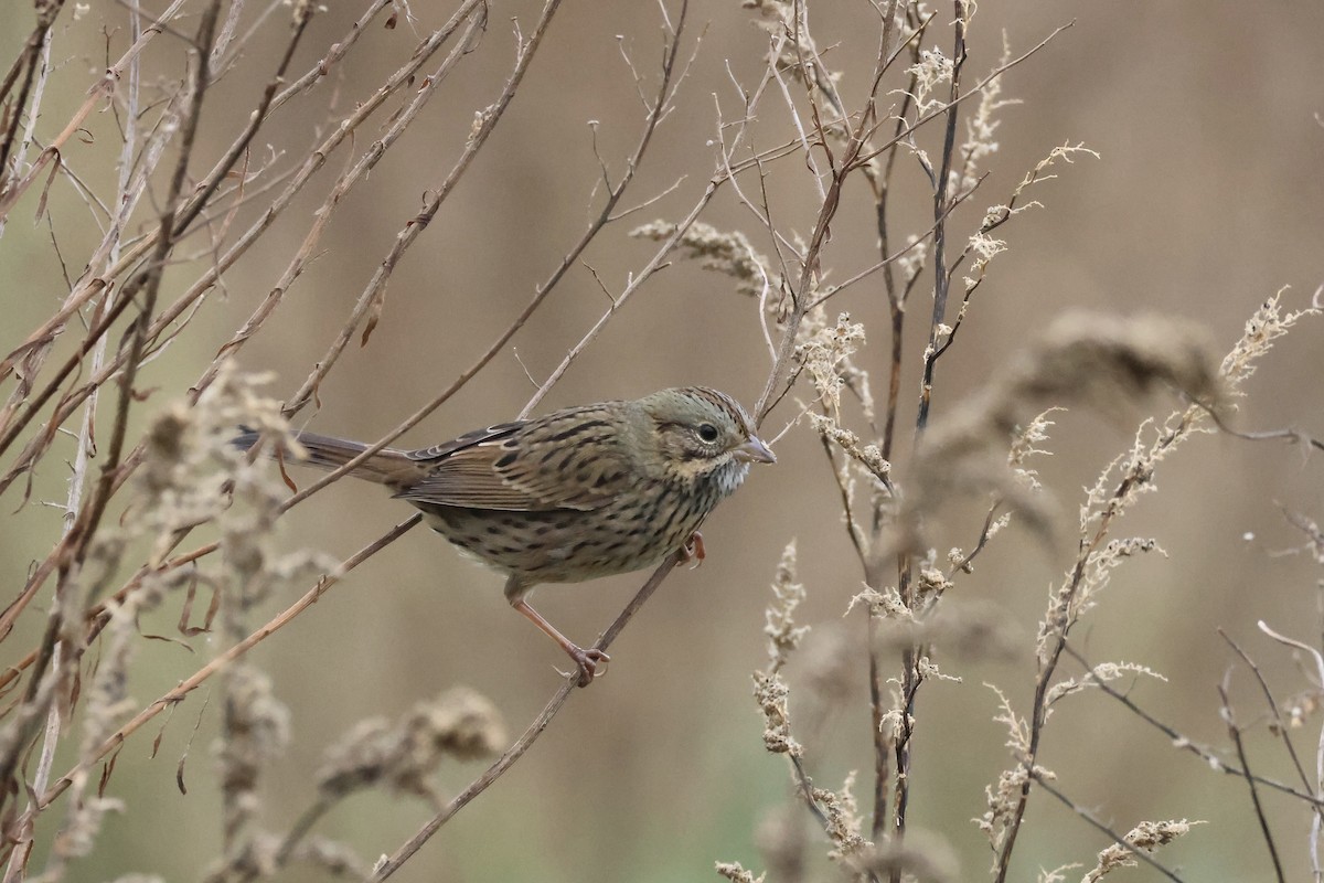 Lincoln's Sparrow - ML609862474