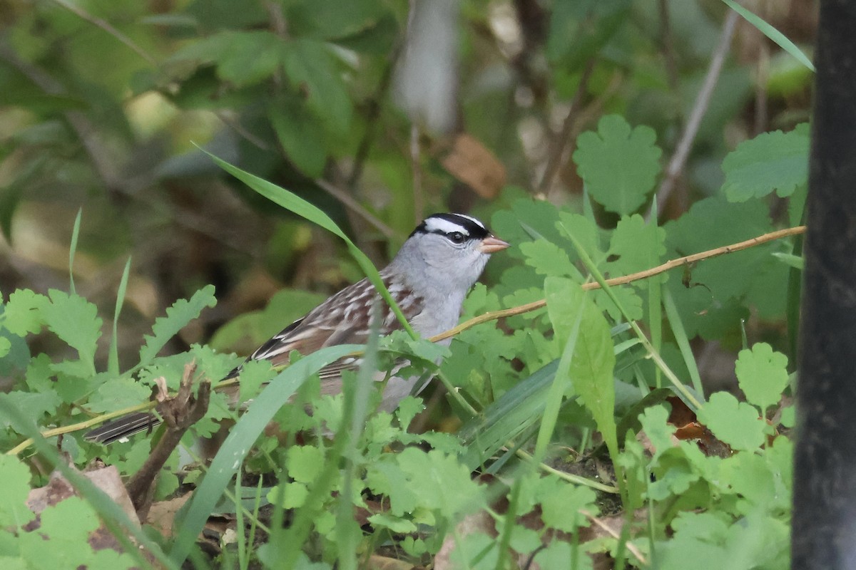 White-crowned Sparrow - E R