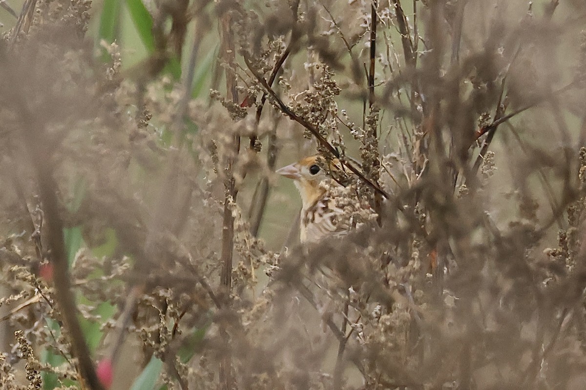 LeConte's Sparrow - ML609862514