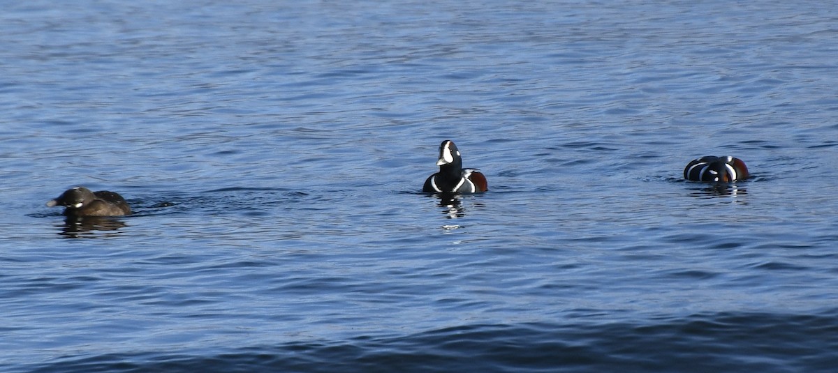 Harlequin Duck - ML609862543