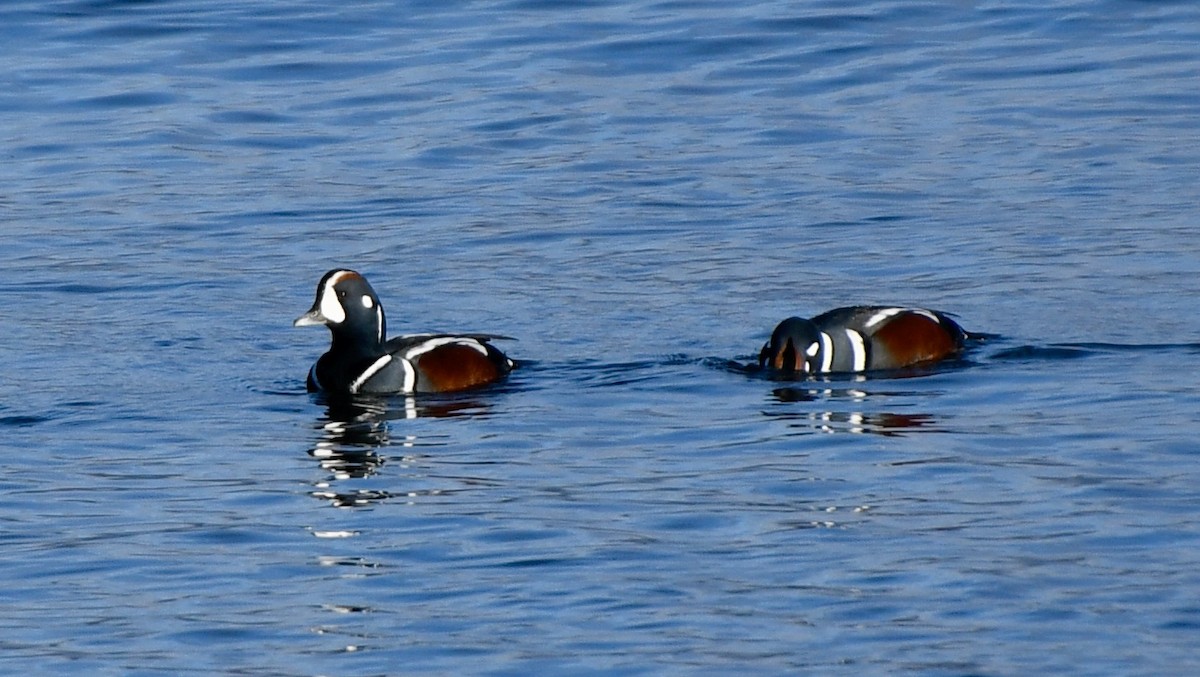 Harlequin Duck - ML609862544