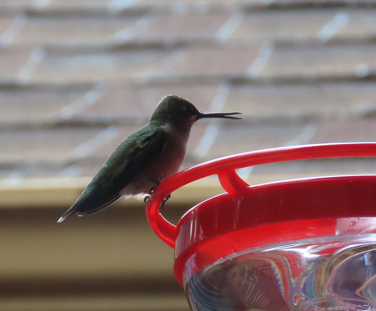 Ruby-throated Hummingbird - ML609862552
