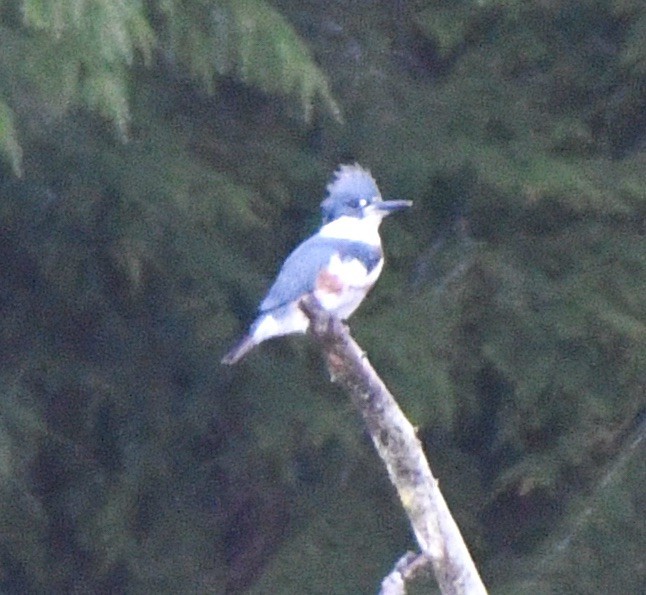 Belted Kingfisher - John/Linda Mendoza