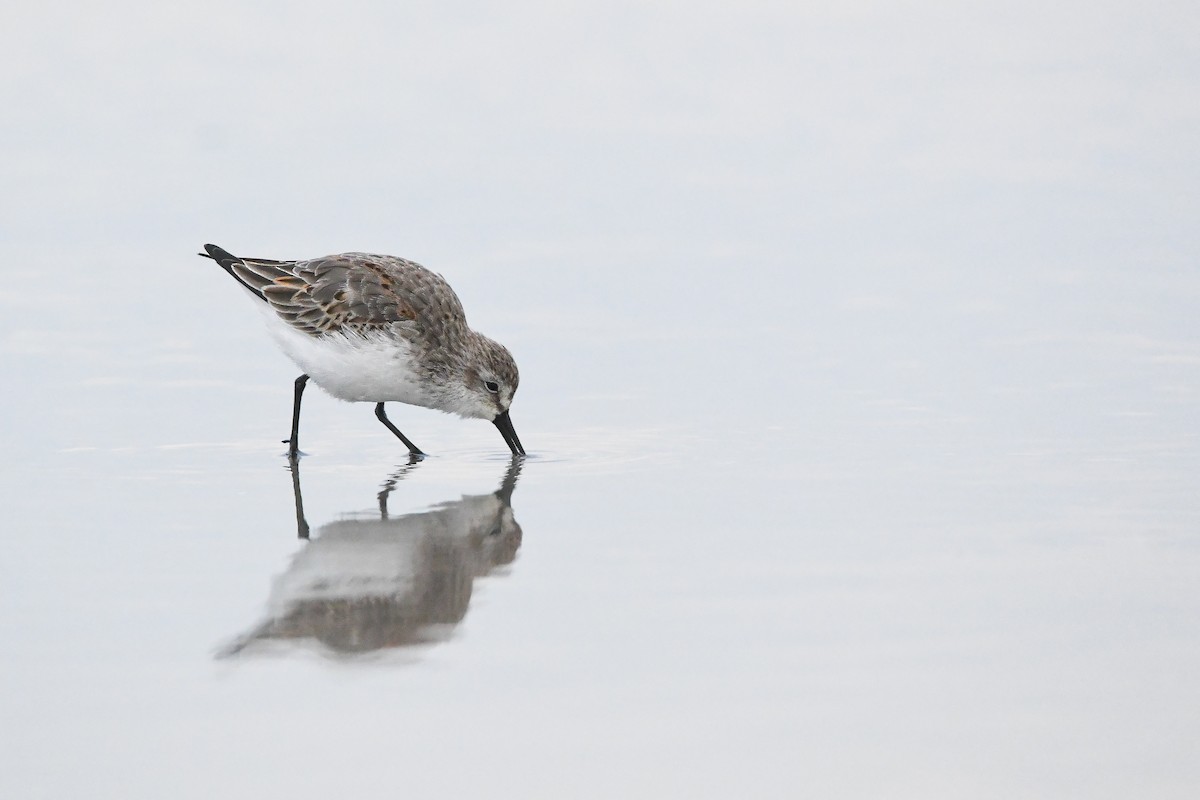 Western Sandpiper - Dan O'Brien