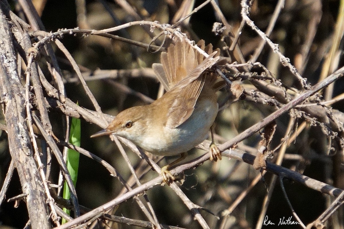 Common Reed Warbler - ML609862666