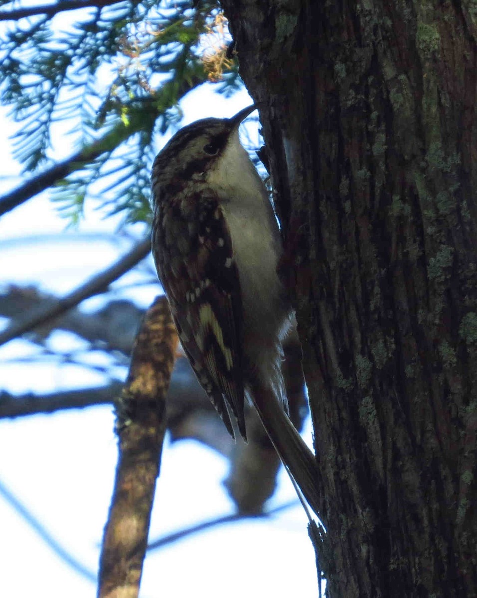 Brown Creeper - Allen Gathman