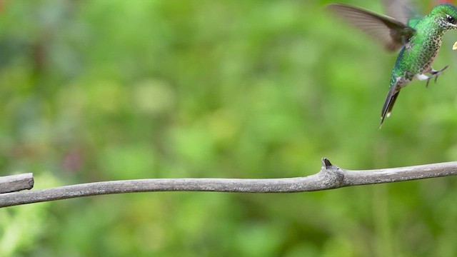 Green-crowned Brilliant - ML609862732