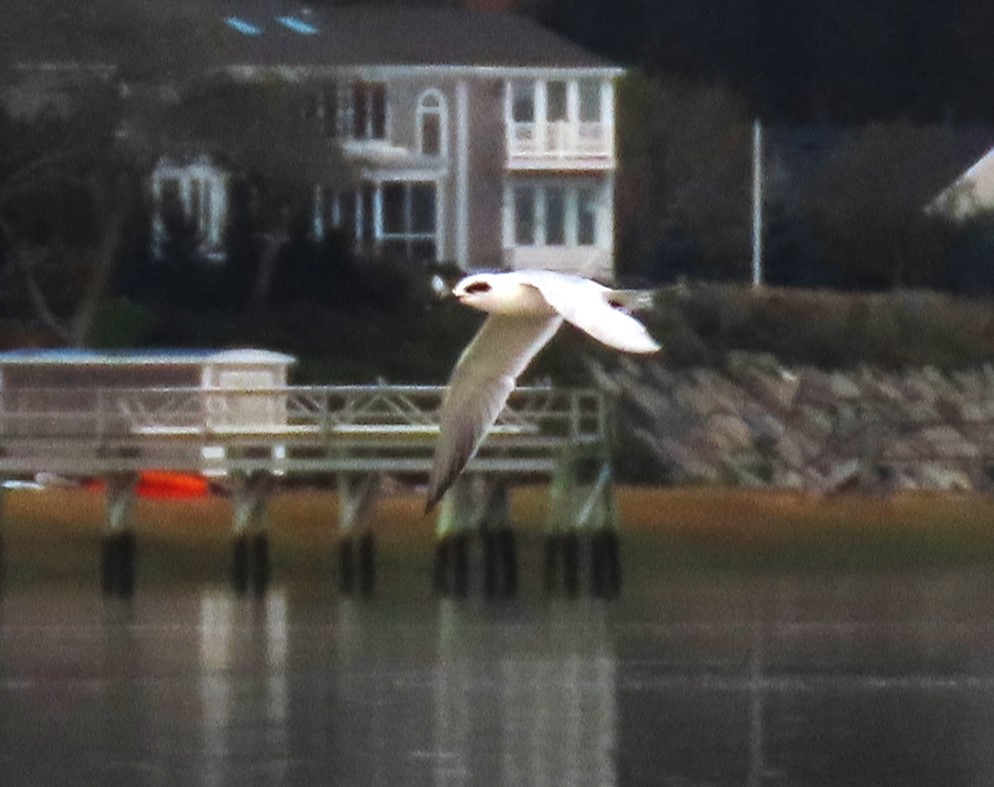 Forster's Tern - ML609862848